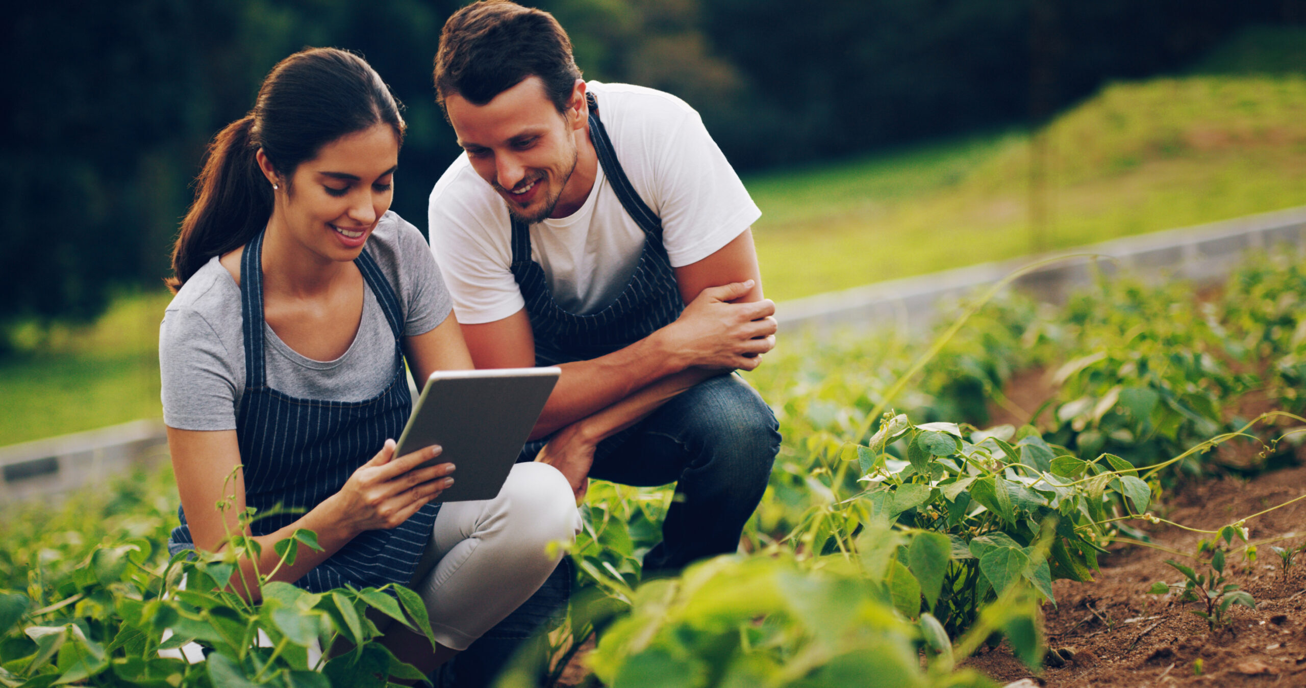 teamwork-farmer-people-with-tablet-typing-internet-with-quality-control-nature-man-employees-with-plants-woman-inspection-agriculture-sustainability-harvest-with-growth